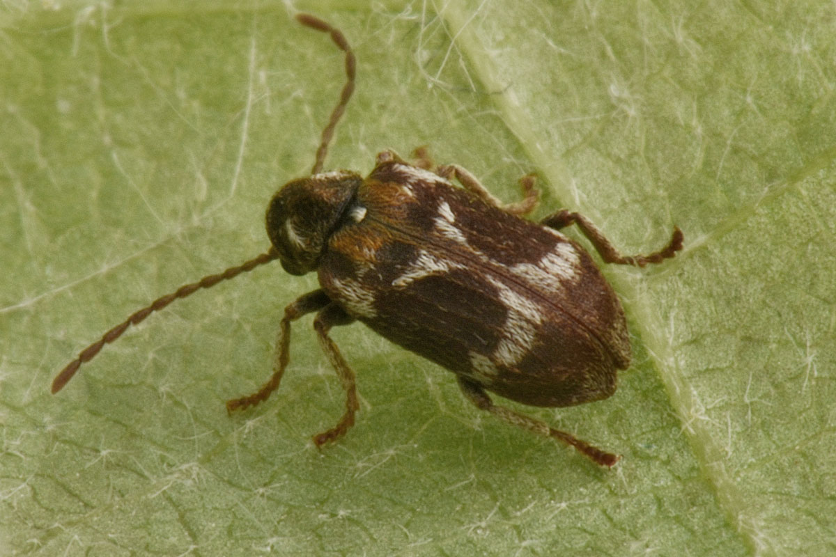 Anobiidae: Ptinomorphus regalis